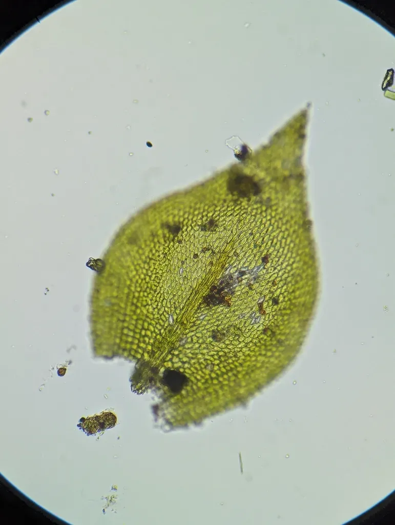 Clasmatodon Parvulus