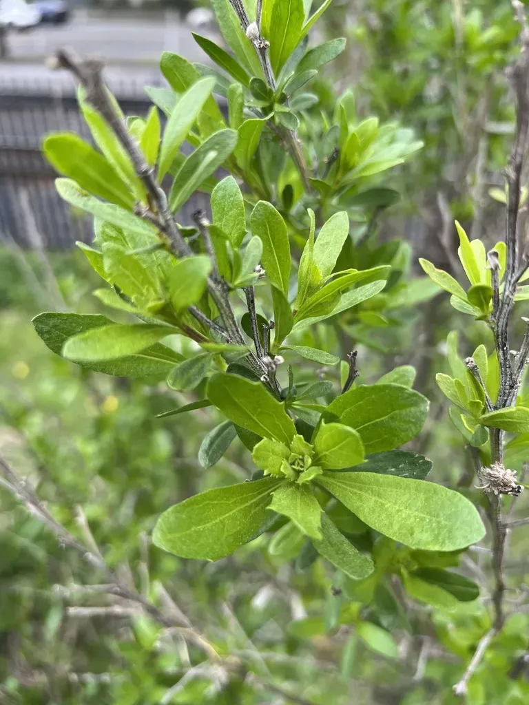 Coyote Brush