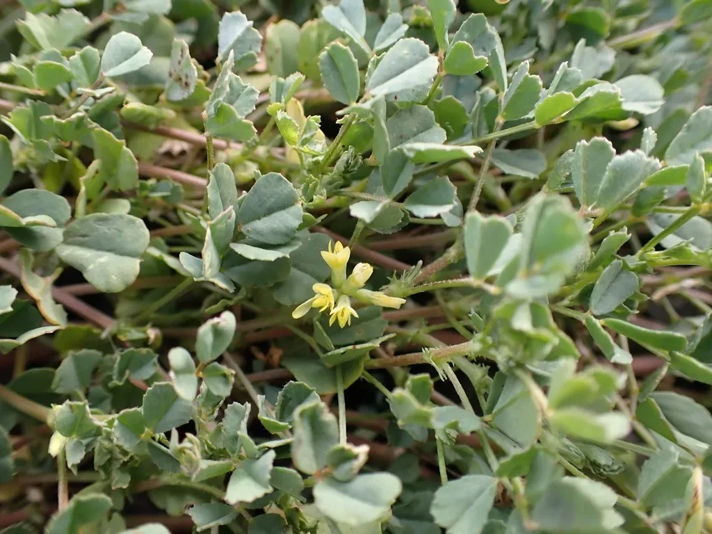 Trigonella Suavissima