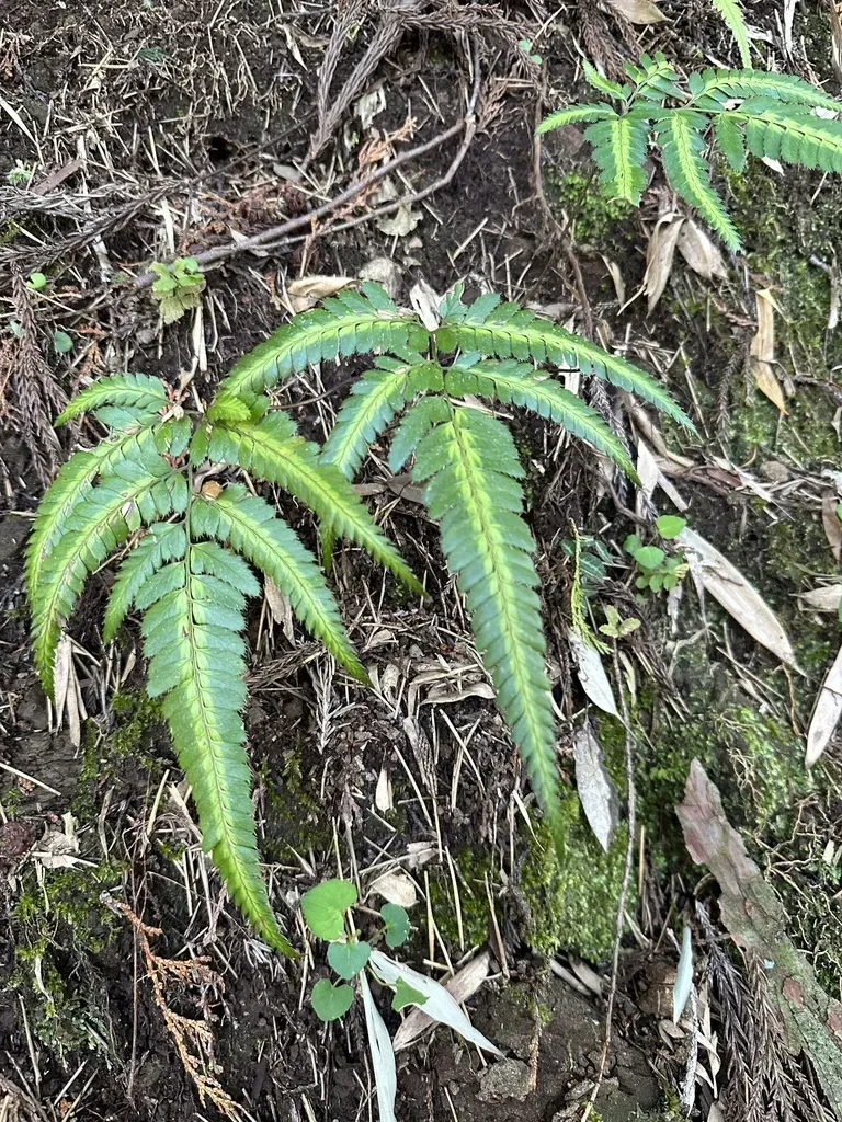 East Indian Holly Fern