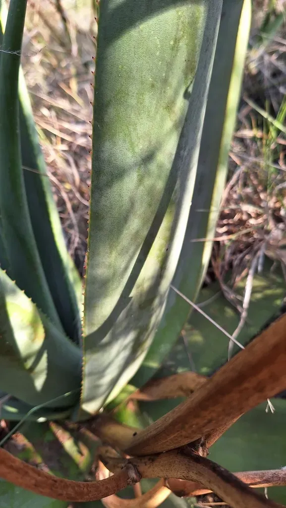 Dr Pienaar's Aloe