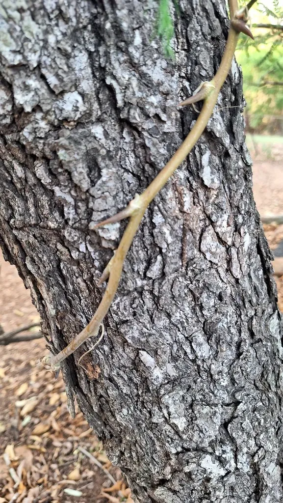 Asparagus Buchananii