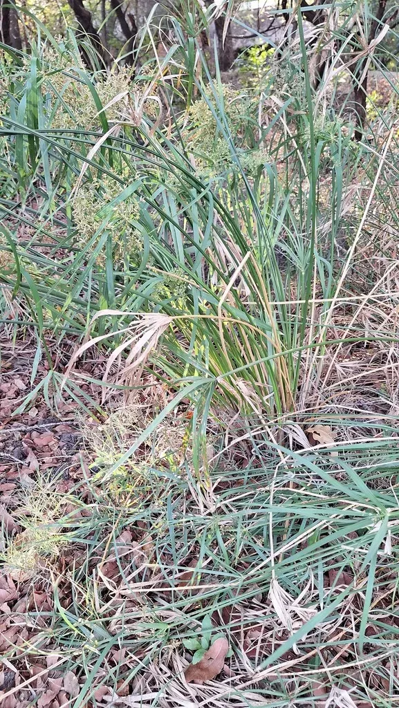Cyperus Sexangularis