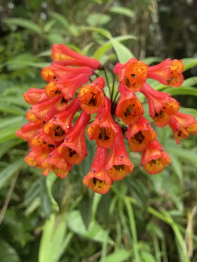 Climbing Alstroemeria