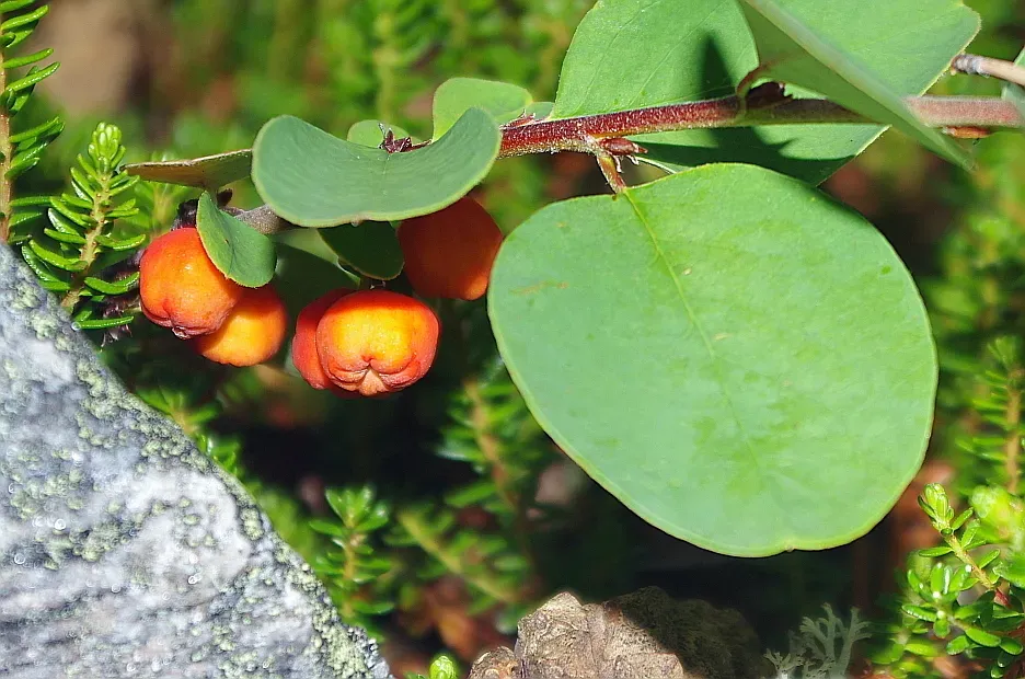 Cotoneaster Cinnabarinus