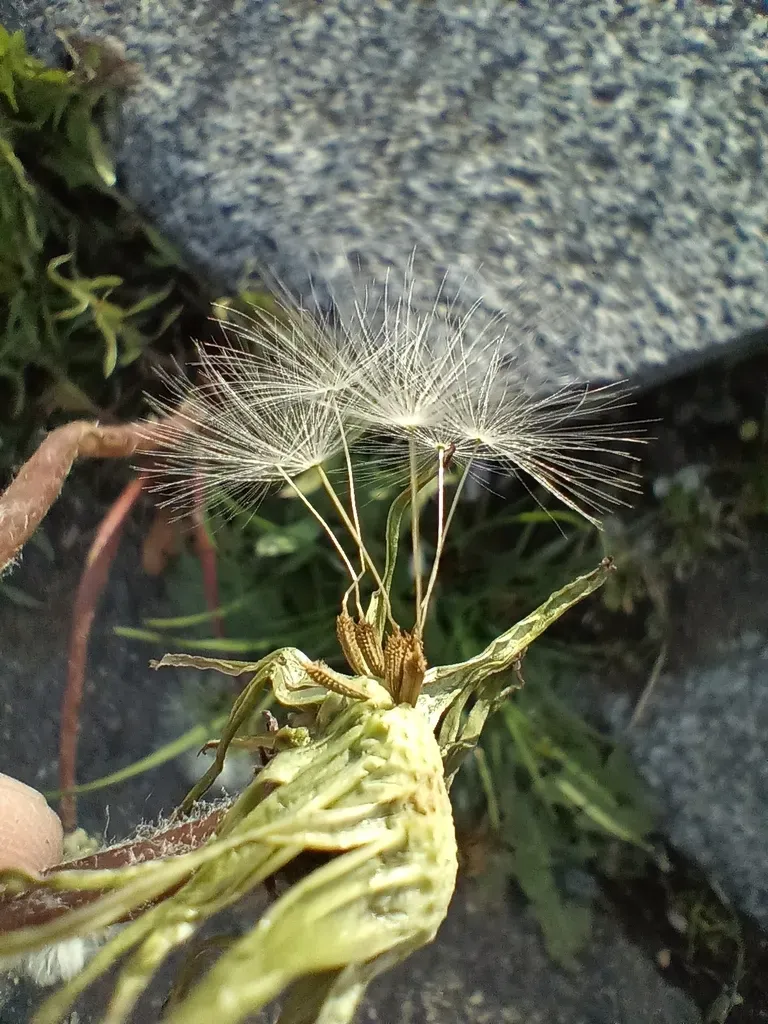 Taraxacum Lacistophylloides