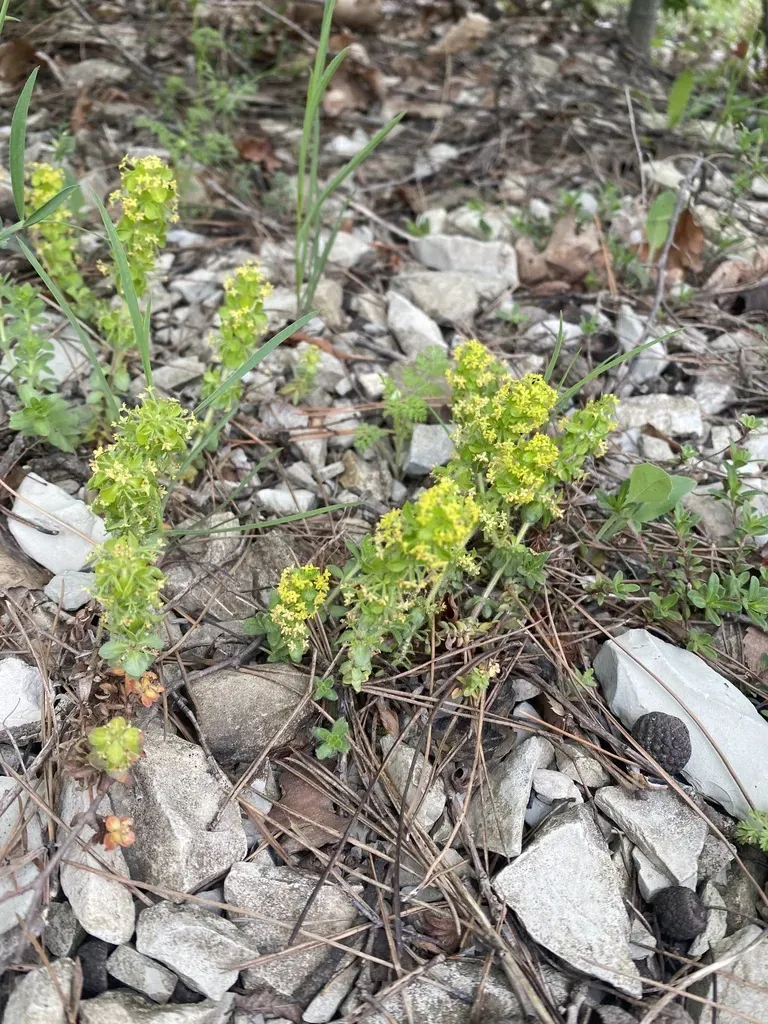 Erysimum Callicarpum