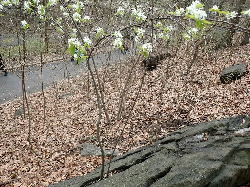 Intermediate Serviceberry