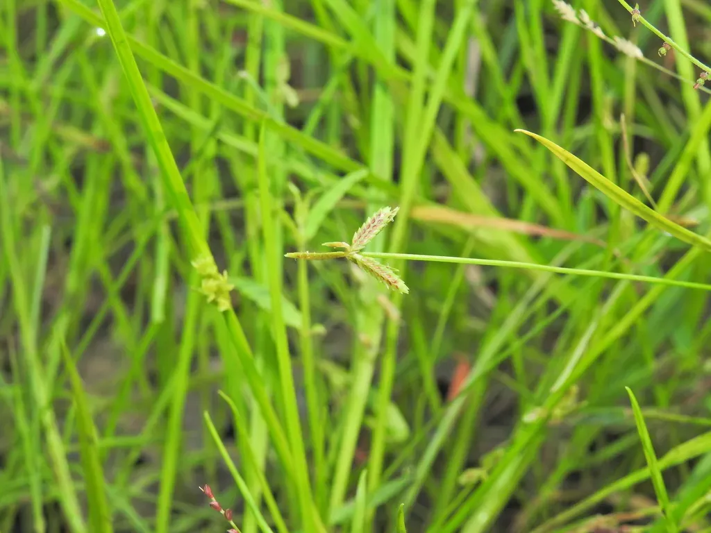 Water Nutgrass