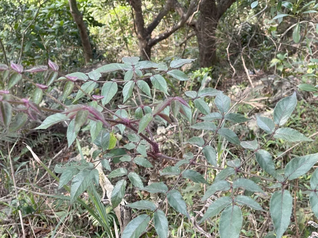 Aralia Spinifolia
