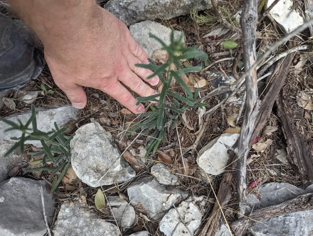 San Antonio Stoneseed