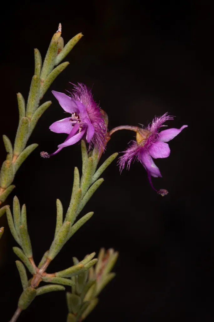 Verticordia Carinata