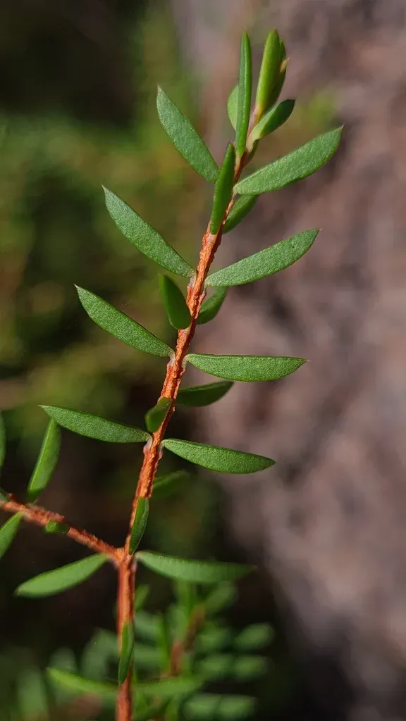 Darwinia Peduncularis
