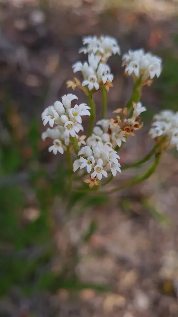 Long Leaf Smokebush