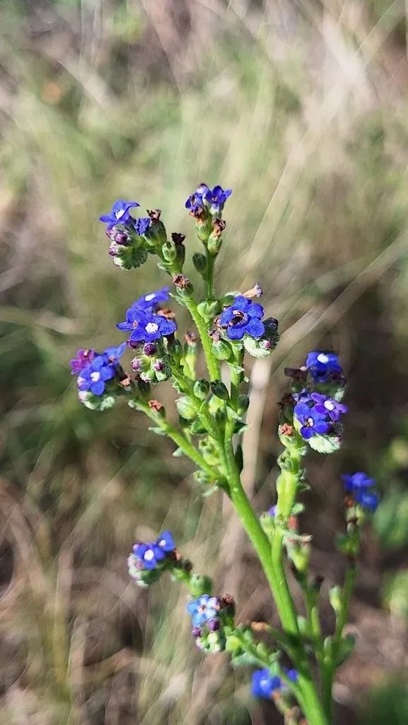 Cape Alkanet