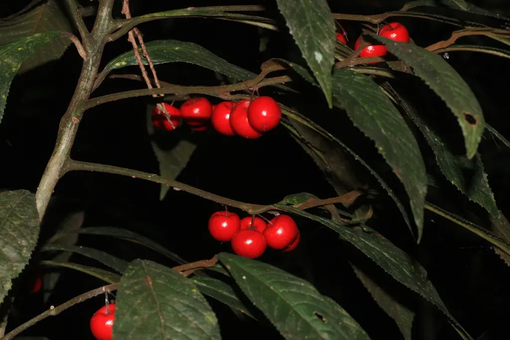 Antistrophe Serratifolia