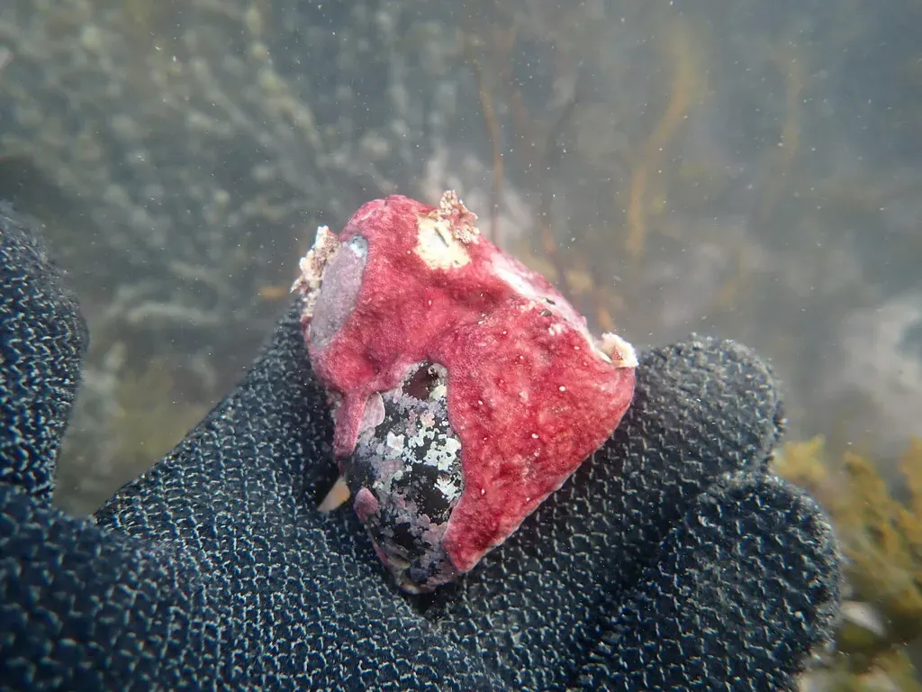 Heydrichia Homalopasta