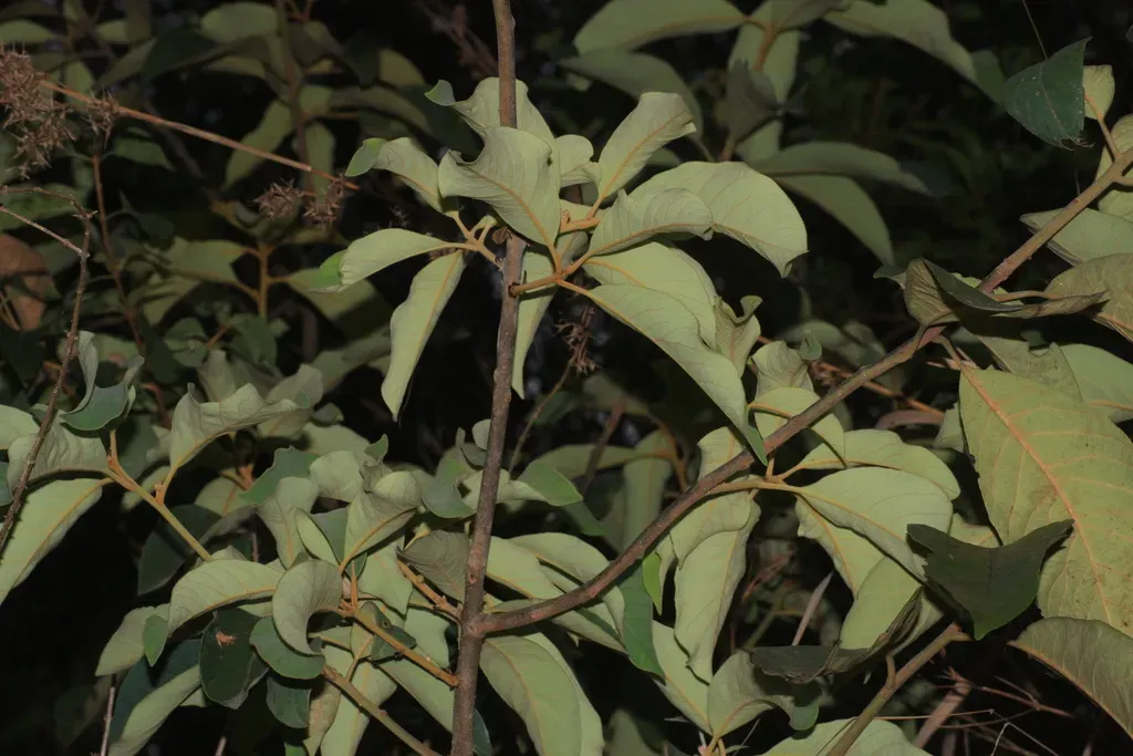 Deccan Tallow Laurel