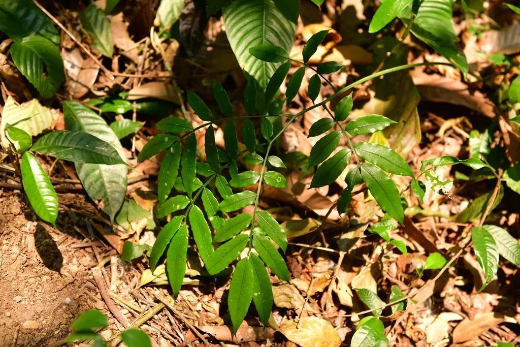 Angiopteris Caudatiformis