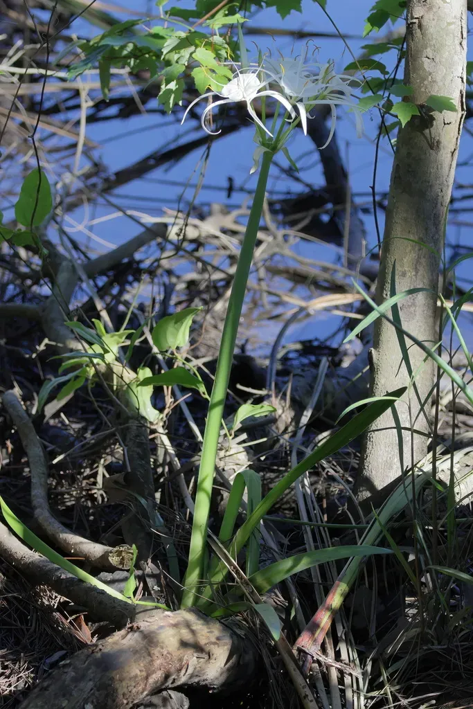 Hymenocallis Choctawensis