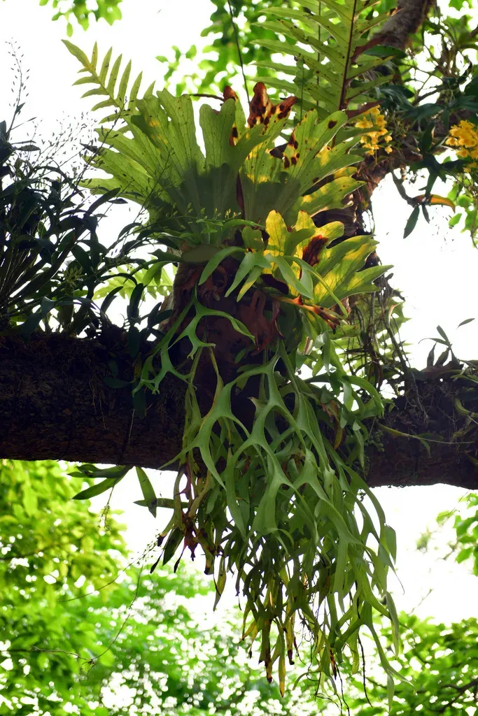 Platycerium Wallichii