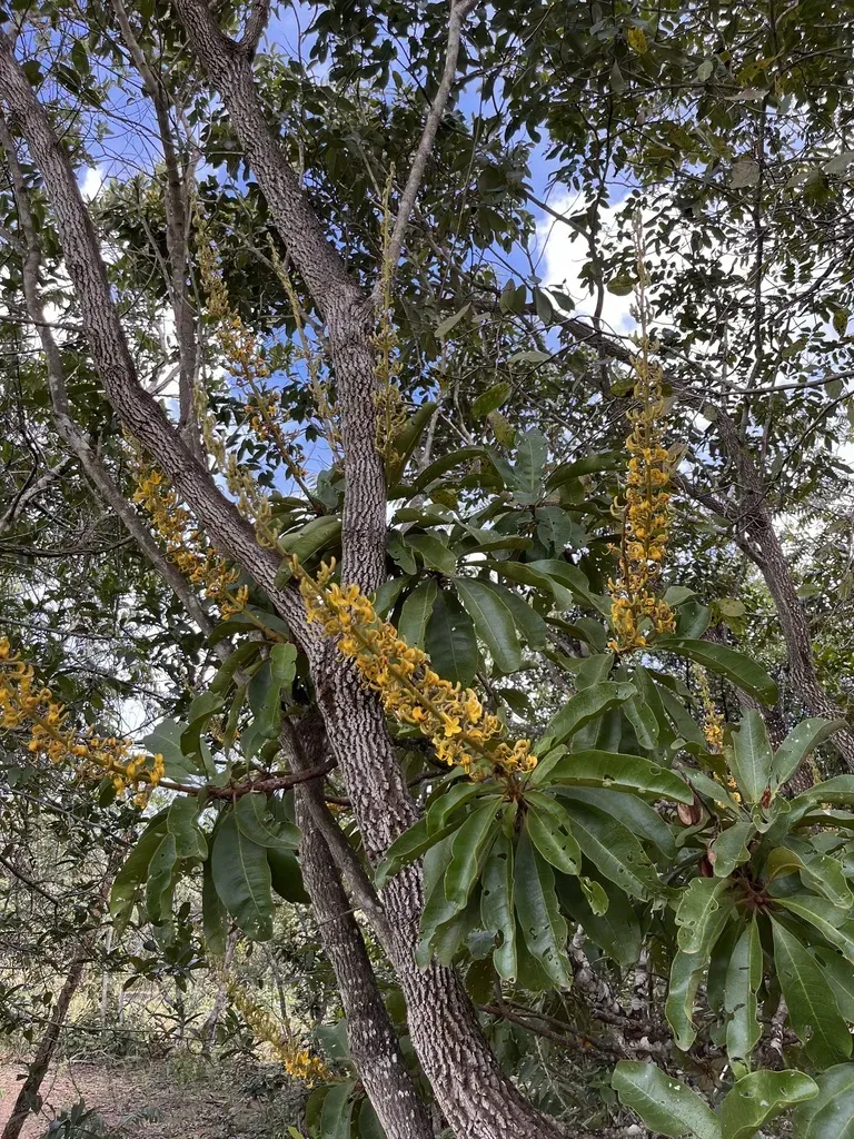 Vochysia Rufa