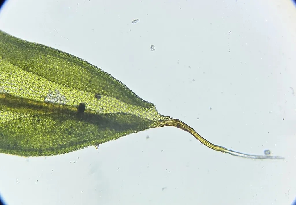 Intermediate Candle Snuffer Moss