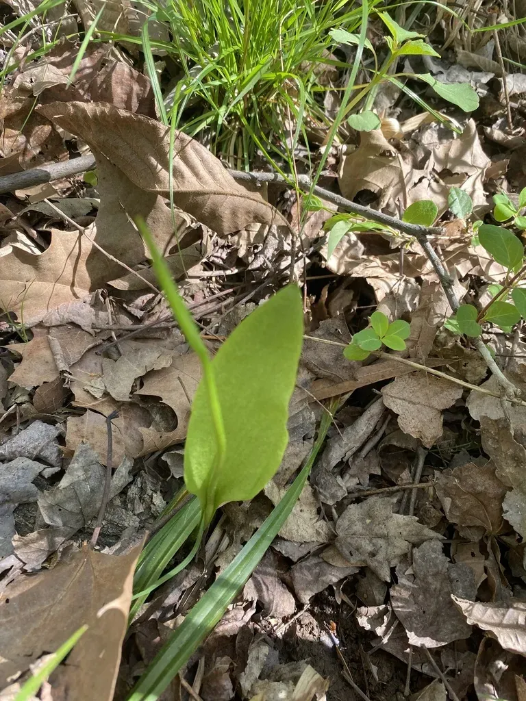 Southern Adder's-tongue