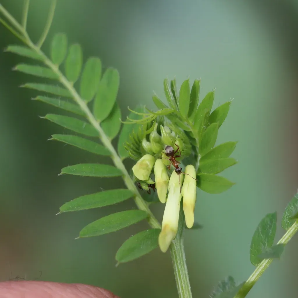 Vicia Ciliatula
