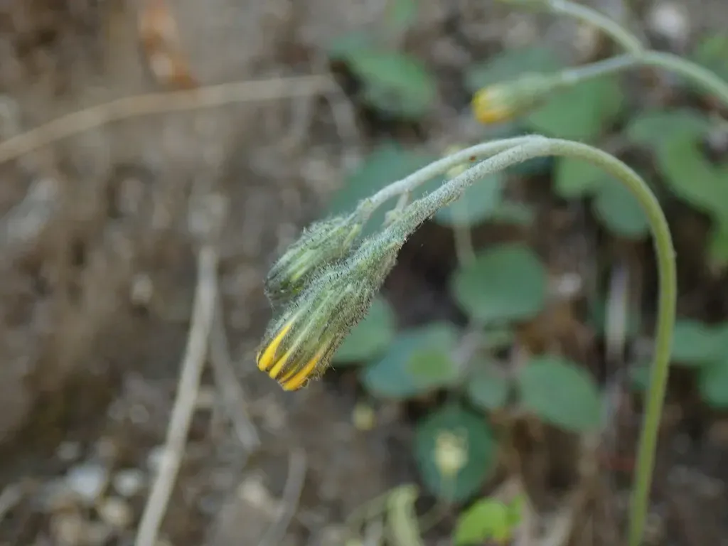 Hieracium Bifidum