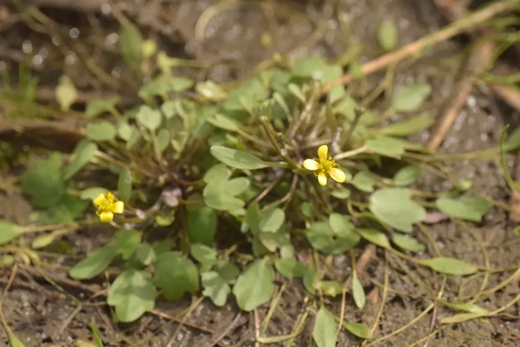 Ranunculus Polyphyllus