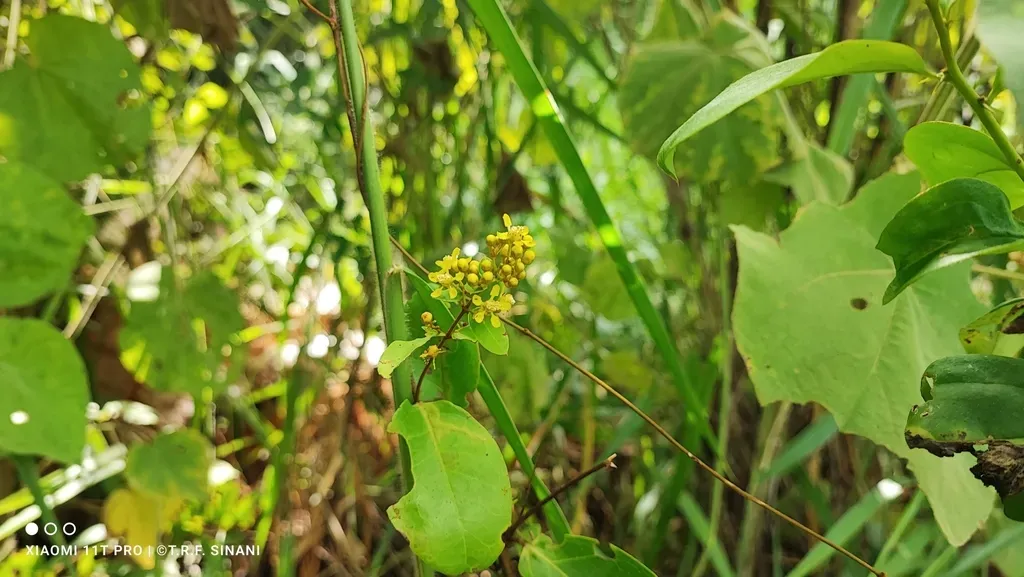 Heteropterys Tomentosa