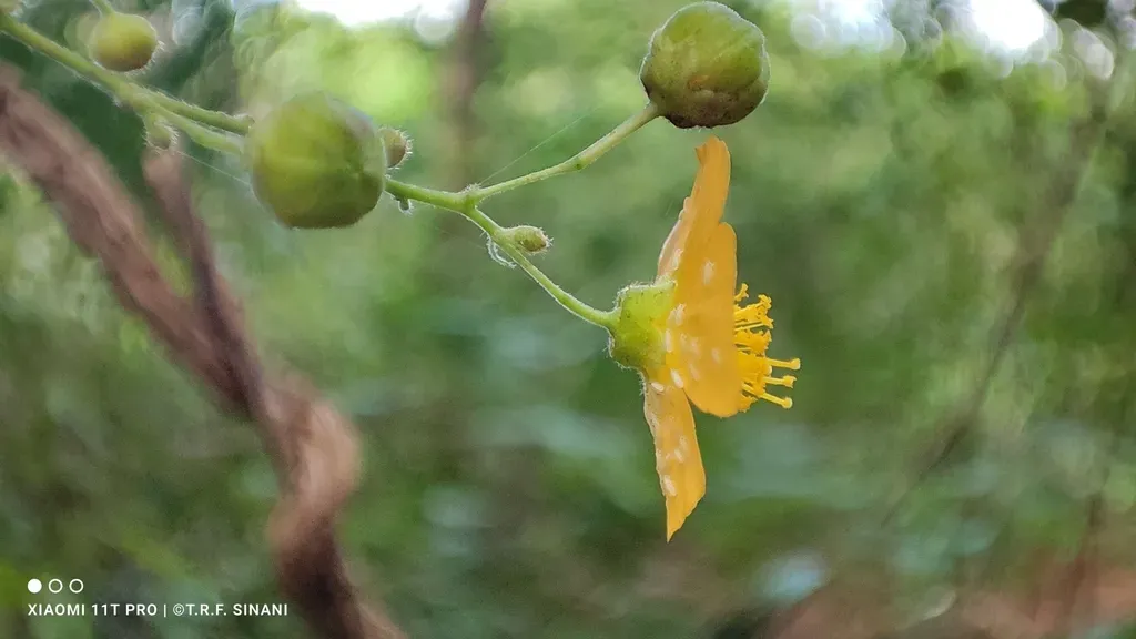 Wissadula Indivisa