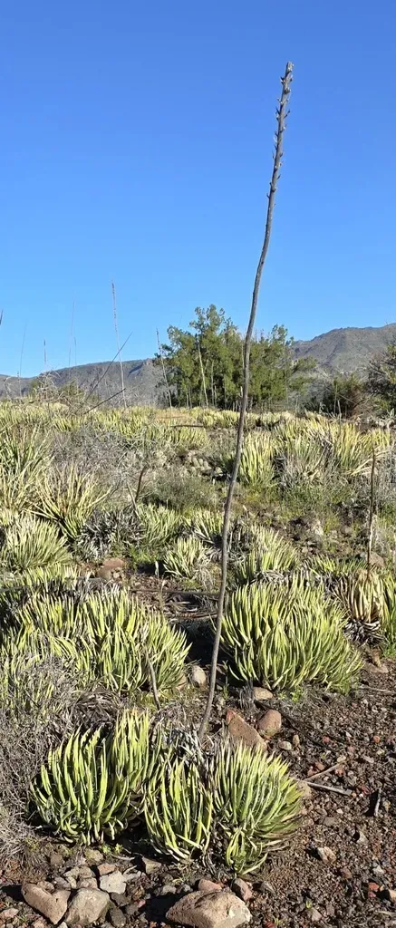 Toumey's Century Plant