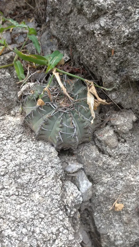 Gymnocalycium Ochoterenae