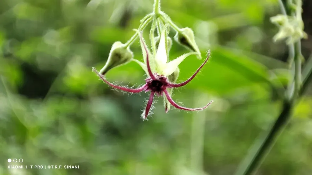 Ayenia Gracilipes