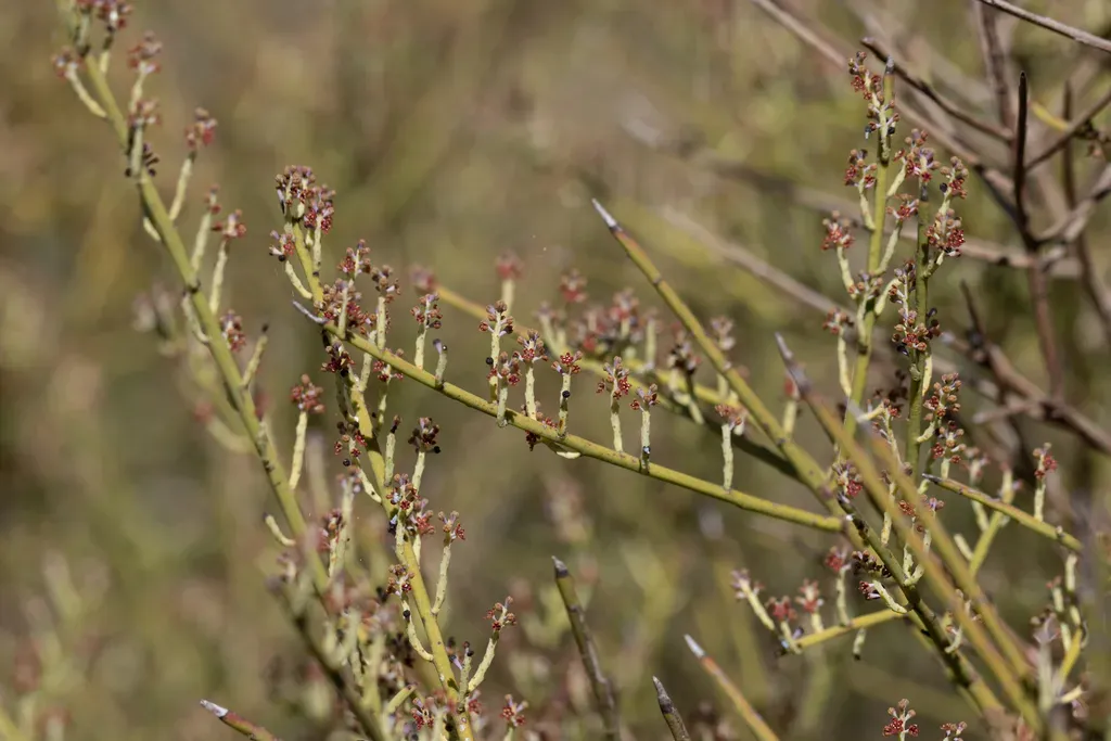 Leafless Currant-bush