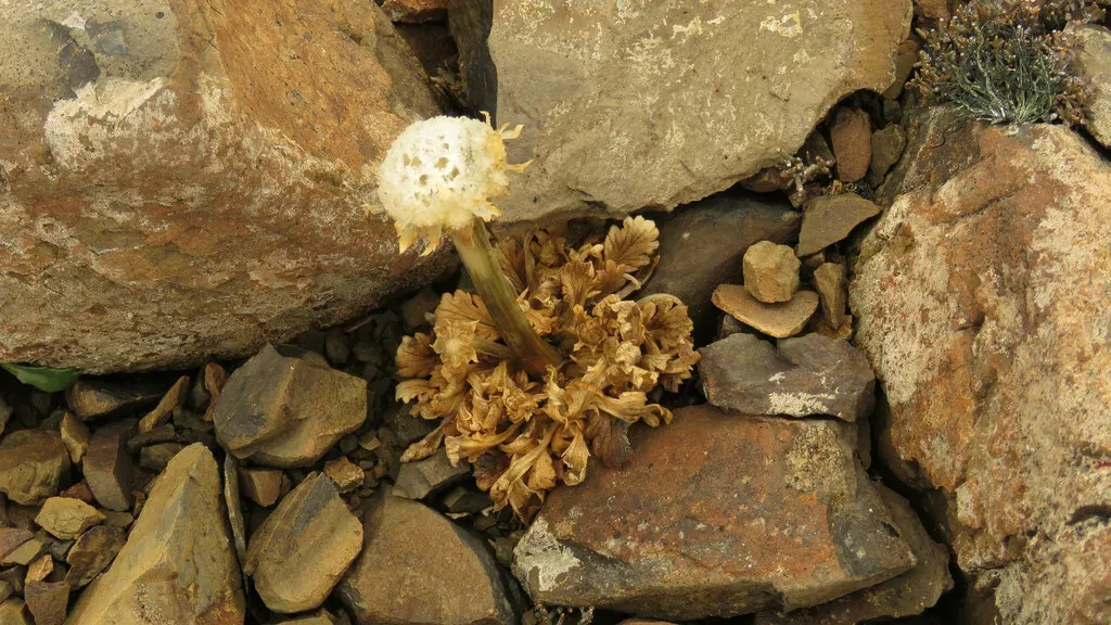 Gamocarpha Macrocephala