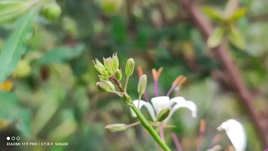 Cleome Paludosa