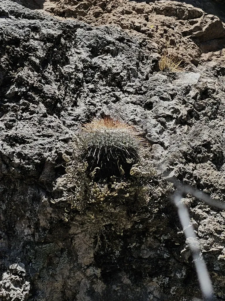 Mammillaria Sinforosensis