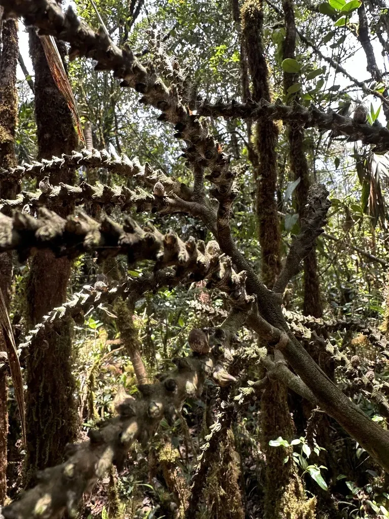 D'orbigny's Shadowpalm