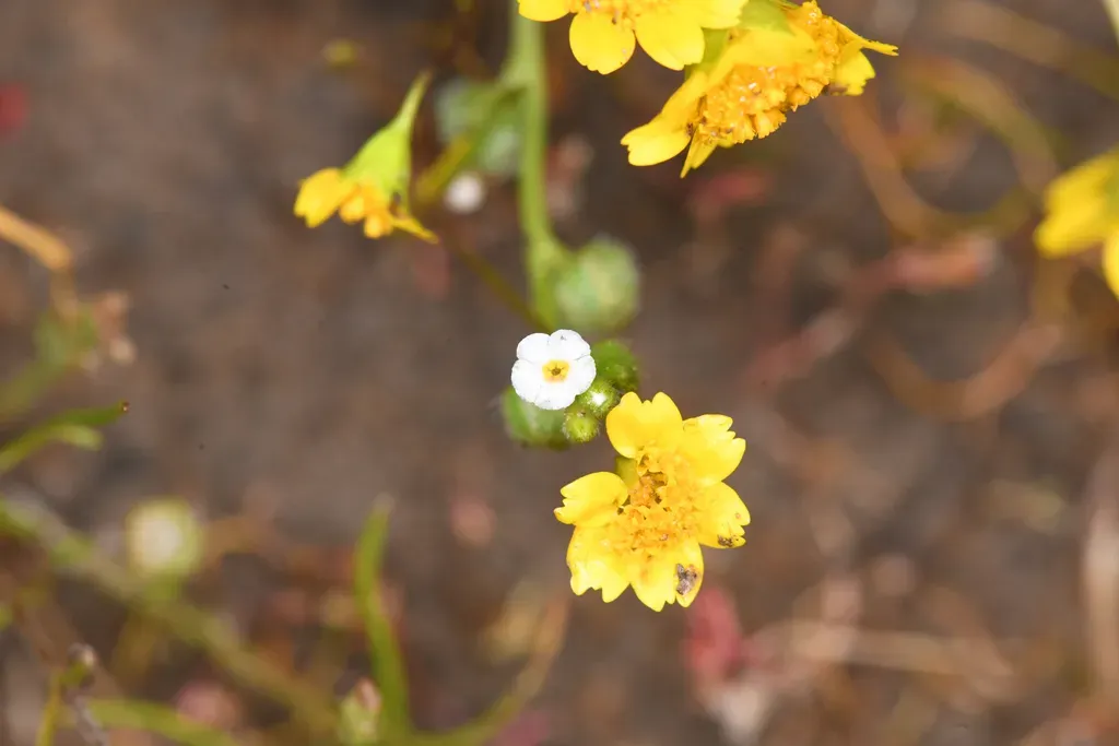 Bearded Popcornflower