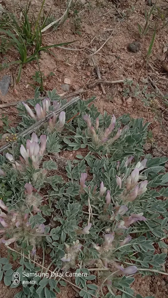 Astragalus Borodinii
