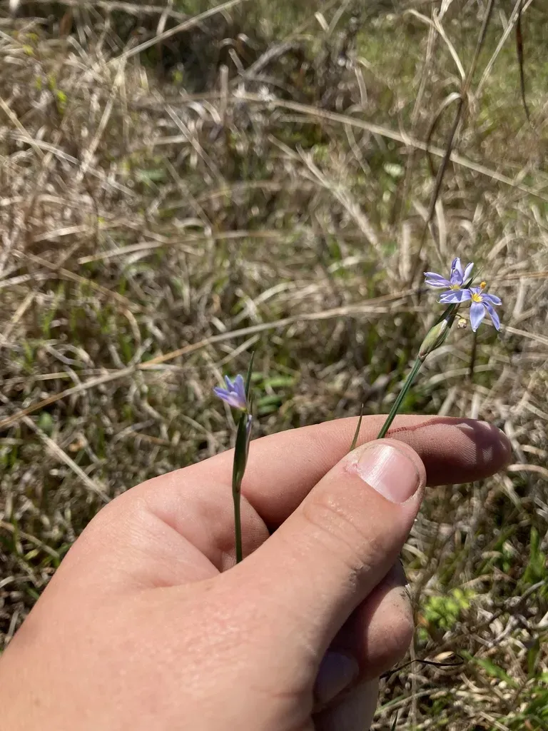 Spearbract Blue-eyed Grass