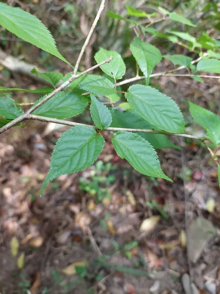 Prunus Transarisanensis