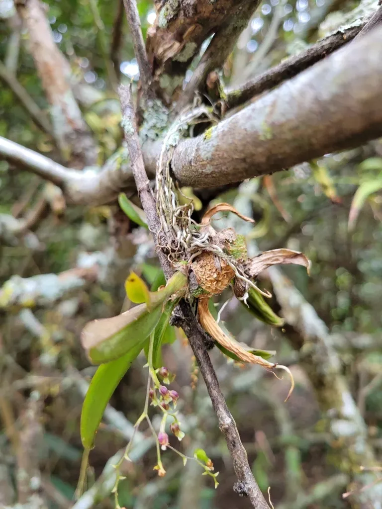 Leochilus Inconspicuus