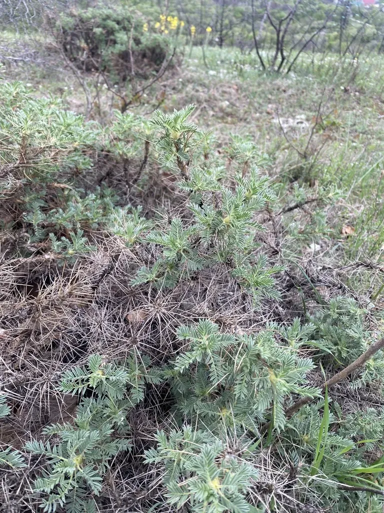 Astragalus Arnacanthoides