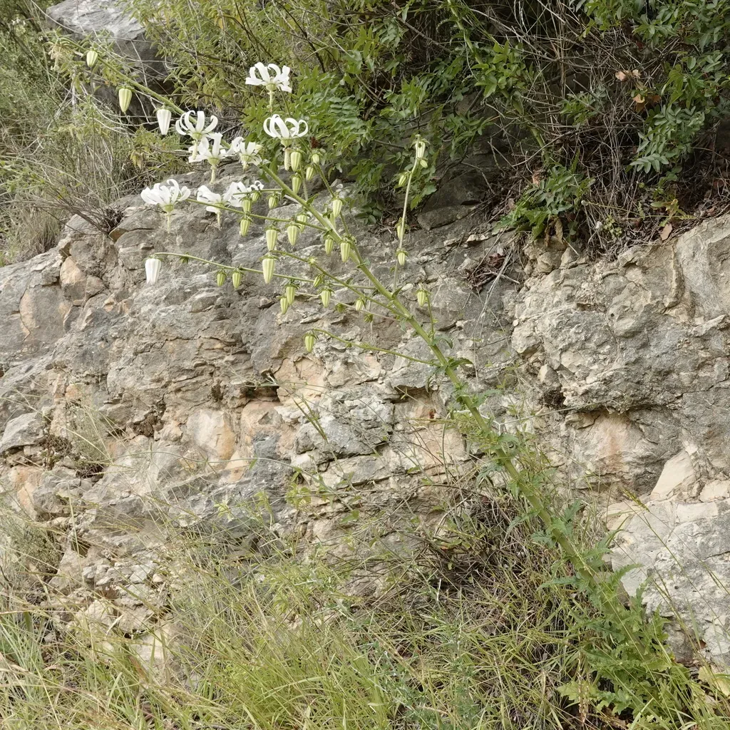 Michauxia Campanuloides