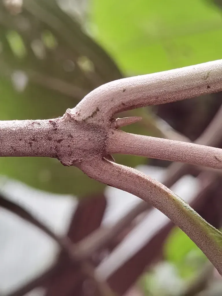 Miconia Albertobrenesii