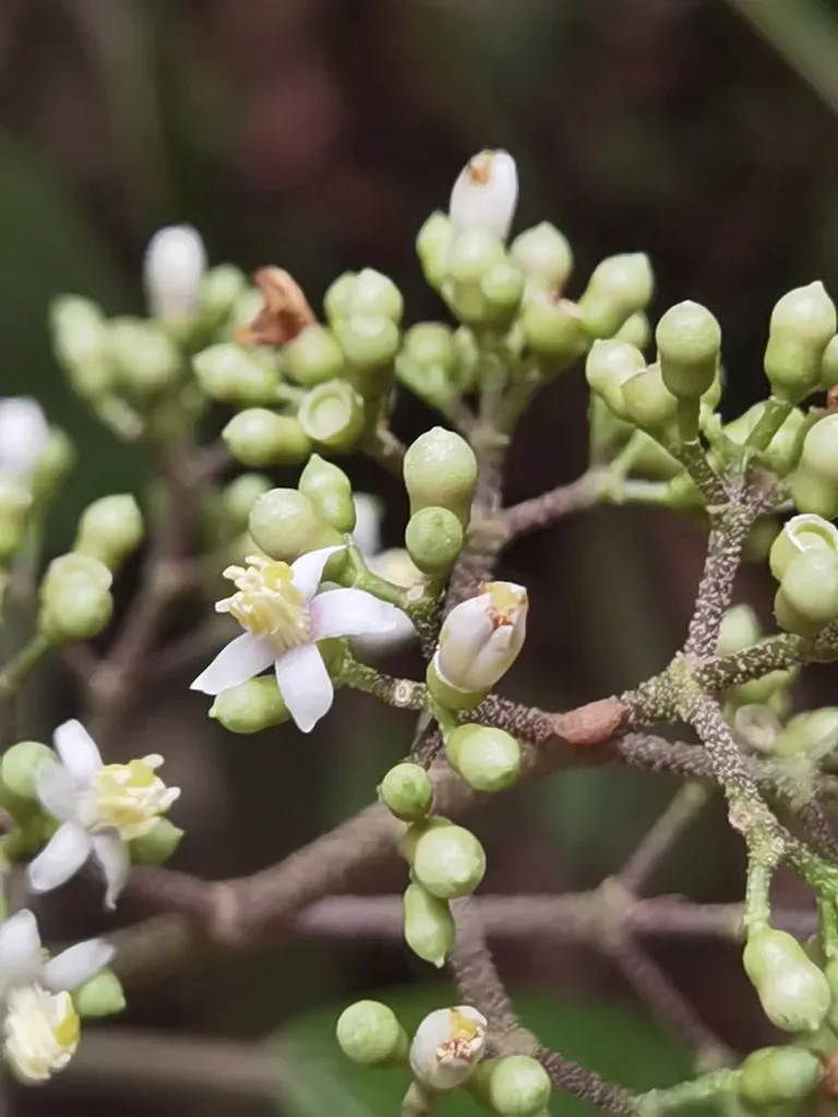 Miconia Conomicrantha